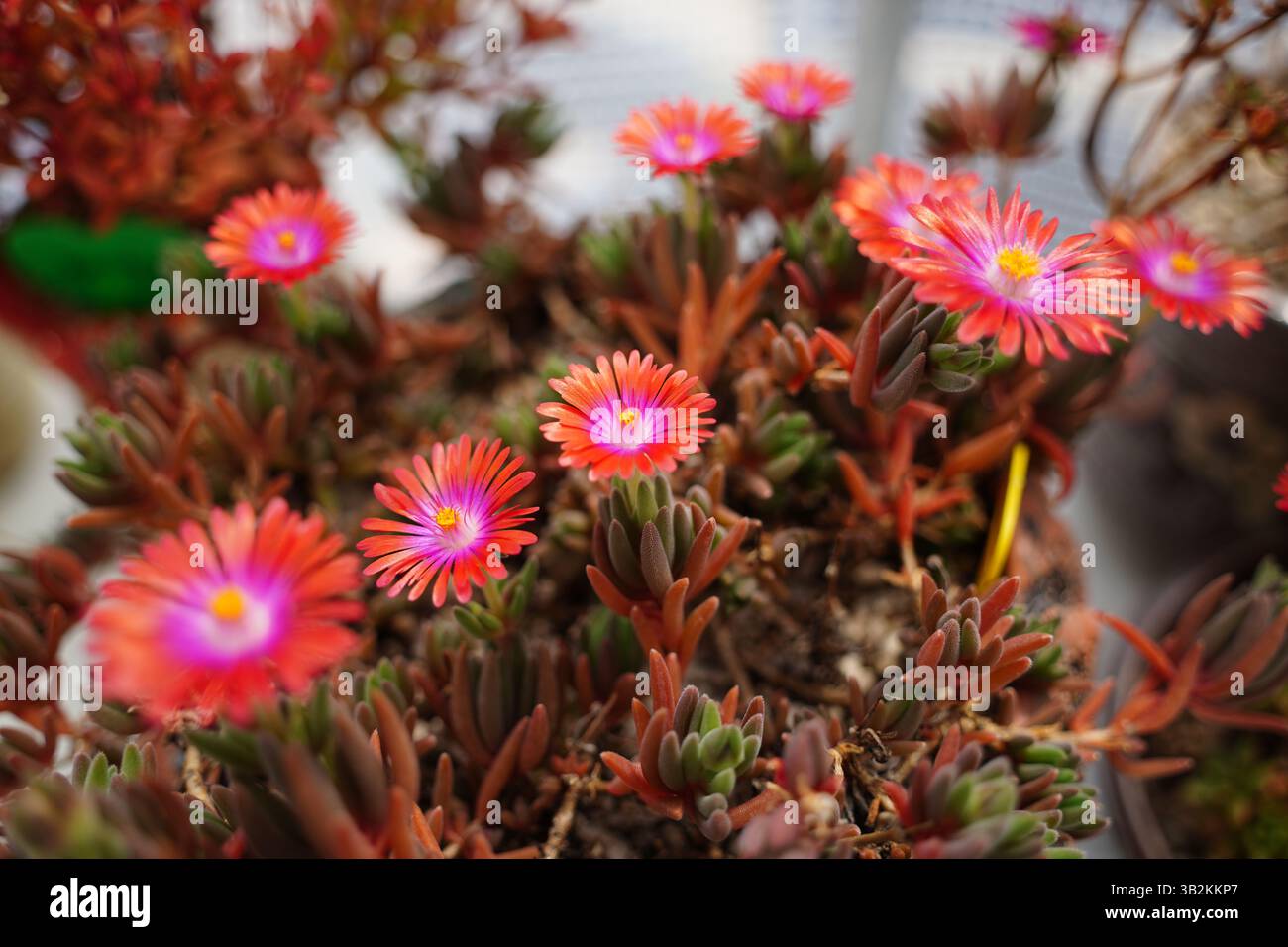 Delosperma, ein rotblühender Sukkulent Stockfoto