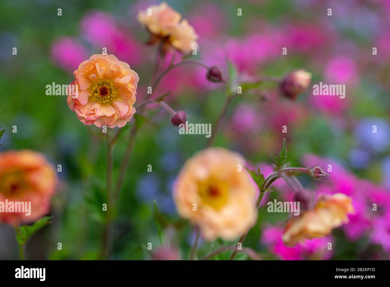 Geum Mai Tai. Atemberaubende Aprikosenfarben Rüschen geum mai Tai Blumen. Stockfoto