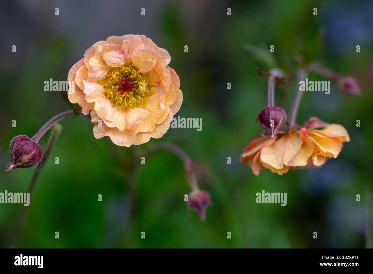 Geum Mai Tai. Atemberaubende Aprikosenfarben Rüschen geum mai Tai Blumen. Stockfoto