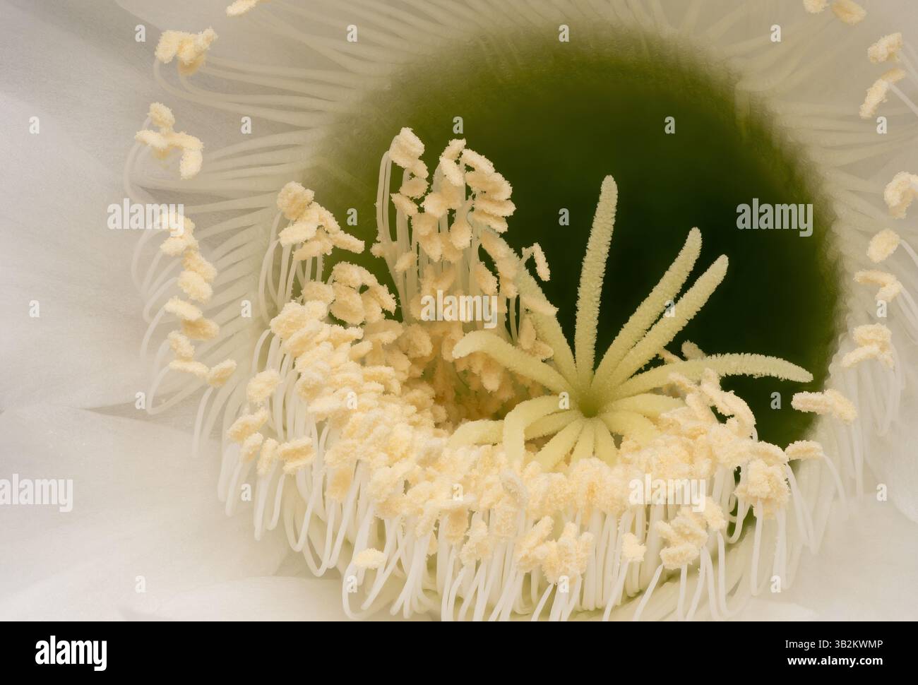 Detailansicht einer blühenden Kaktusblüte mit markanten Staubblättern und Pistil. Stockfoto