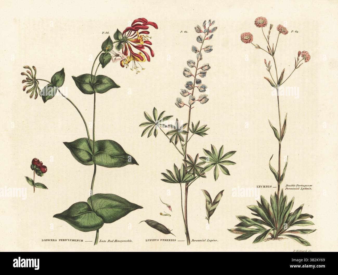 Botanische illustration lonicera periclymenum -Fotos und -Bildmaterial in  hoher Auflsung  Alamy