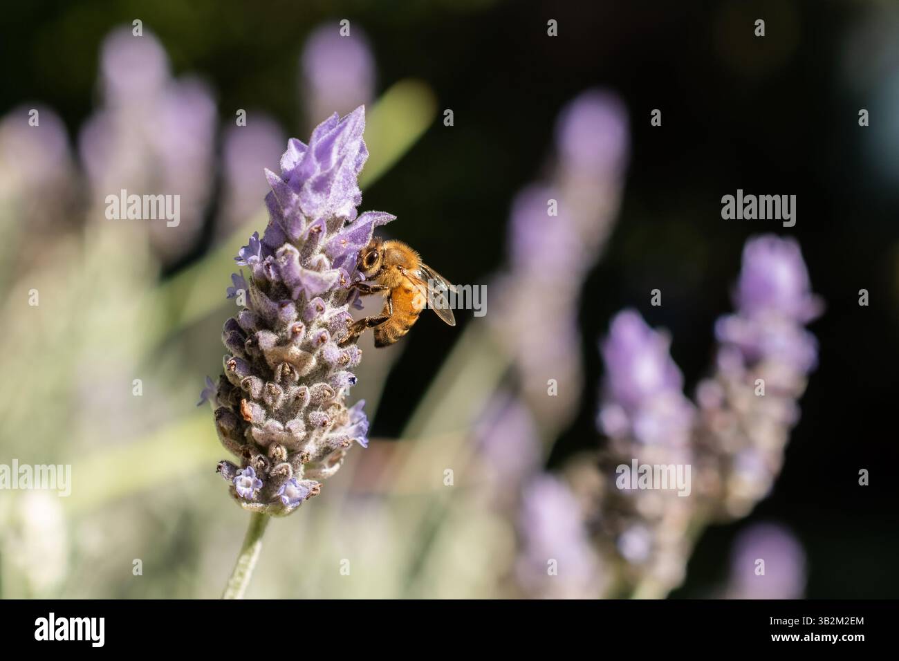 Biene auf einer Lavendel Blume Stockfoto