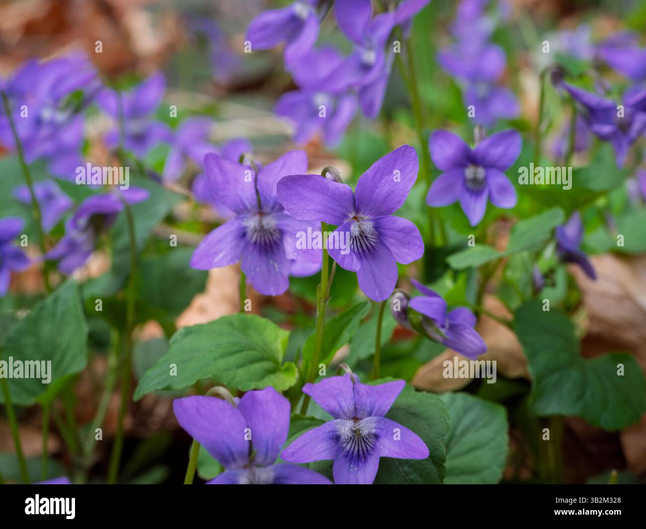 Blühende Veilchen breiten sich über den Waldboden aus und läuten die Ankunft des Frühlings ein. Stockfoto