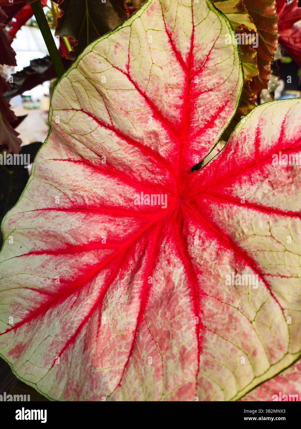 Nahaufnahme des lebendigen Caladium Leaf mit roten Adern in Gewächshausumgebung Stockfoto