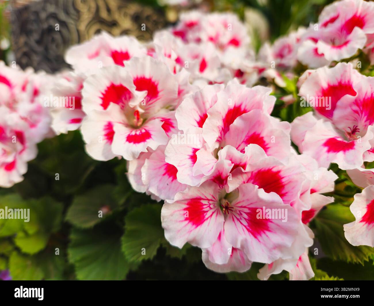 Leuchtende Blüten in Rosa- und Weißtönen in einem sonnendurchfluteten Garten, der die Frische der Ruhe des Frühlings verströmt Stockfoto
