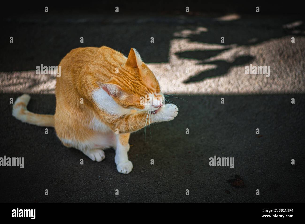 Nahaufnahme einer orangen Katze, die sich selbst pflegt Stockfoto