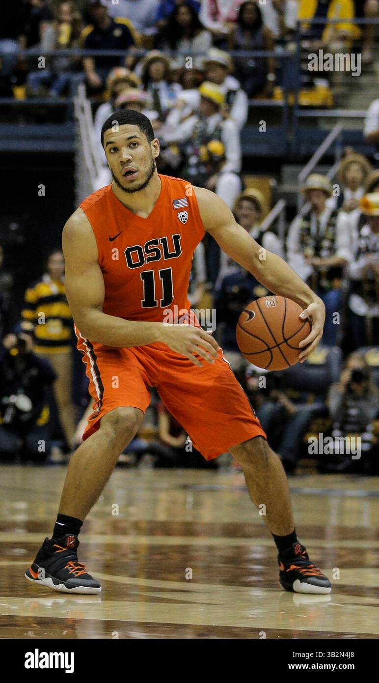 13. Februar 2016 - Berkeley U.S. CA - OSU G # 11 Malcolm Duvivier erzielte beim NCAA Männer Basketballspiel zwischen Oregon State Beavers und den California Golden Bears 71-83, das im Hass Pavilion Berkeley Calif. Verloren ging, insgesamt 6 Punkte Thurman James/CSM(Bild: © Thurman James/CSM via ZUMA Wire) Stockfoto