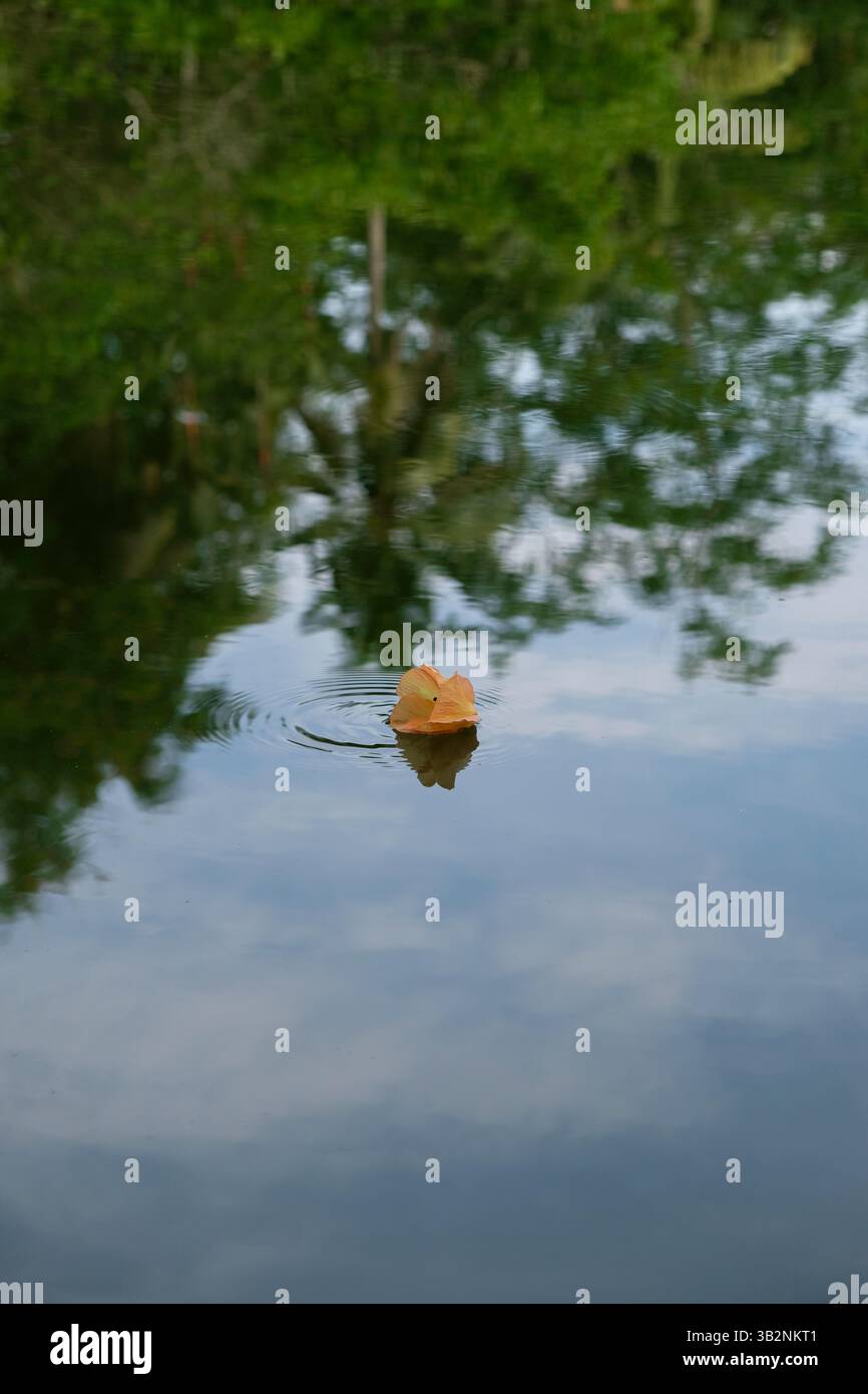 Hibiscus tiliaceus oder Waru Blüten fallen in den See Stockfoto