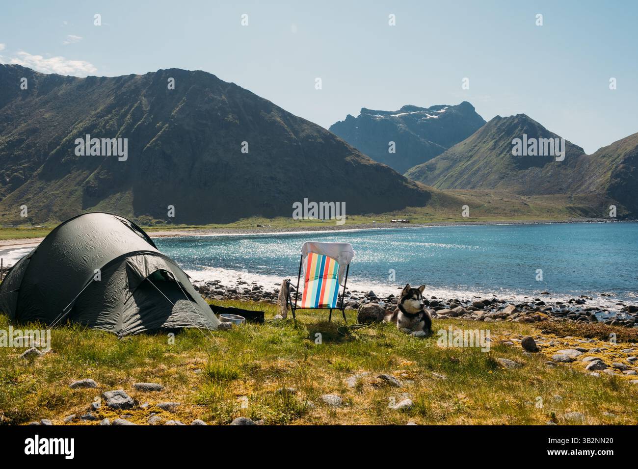 Camping mit einem Eishund am Meer am Unstad Beach, Lofoten, Norwegen Stockfoto