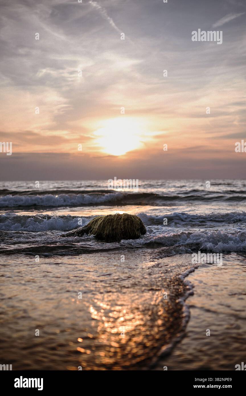 Stein mit Algen während des Sonnenuntergangs in Whistling Sands. Fels Stockfoto