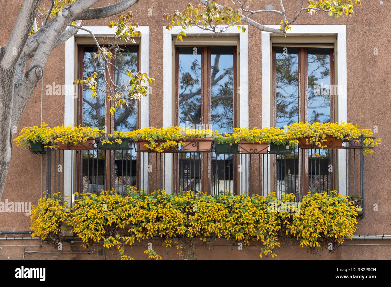 Balkon mit üppig gelben Blüten in Blüte Stockfoto