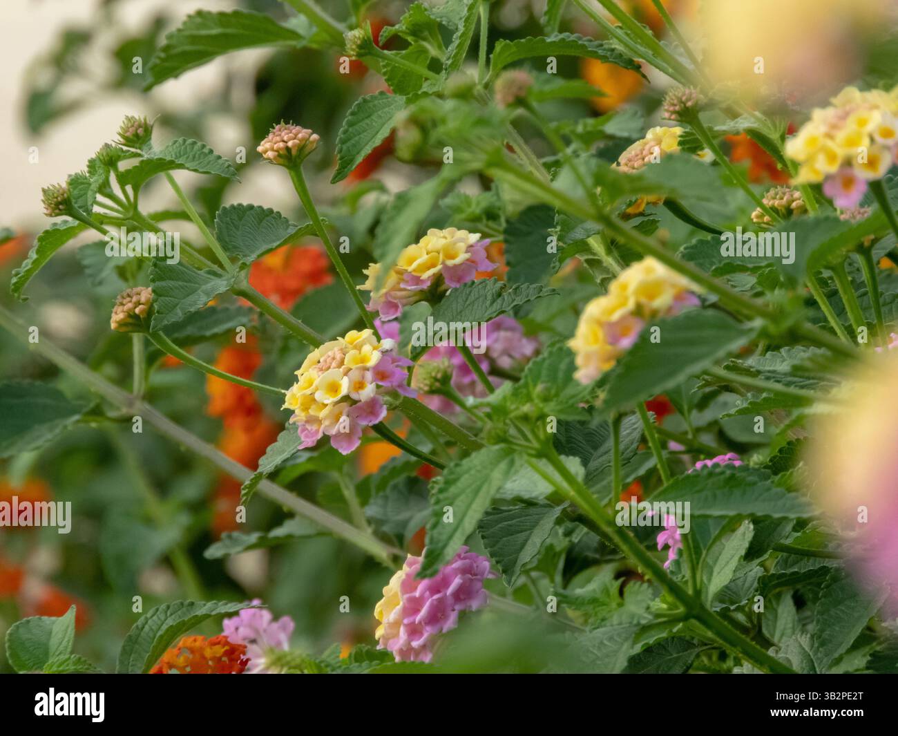 Lantana Camara Zweige mit rosa und gelben Blütenköpfen, Blättern und Knospen im Sommergarten. Strauchkraut blühende Pflanze. Wunderschöne Blüten mit Stockfoto