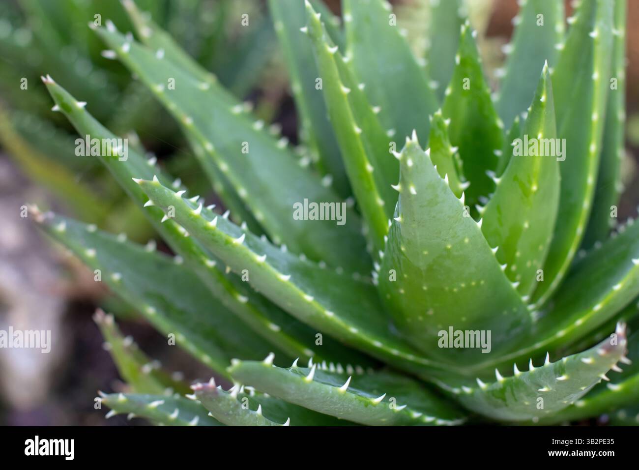 Grne Aloe-Bltter mit Stacheln. Natrlicher Hintergrund mit stacheliger  Pflanze Stockfotografie - Alamy