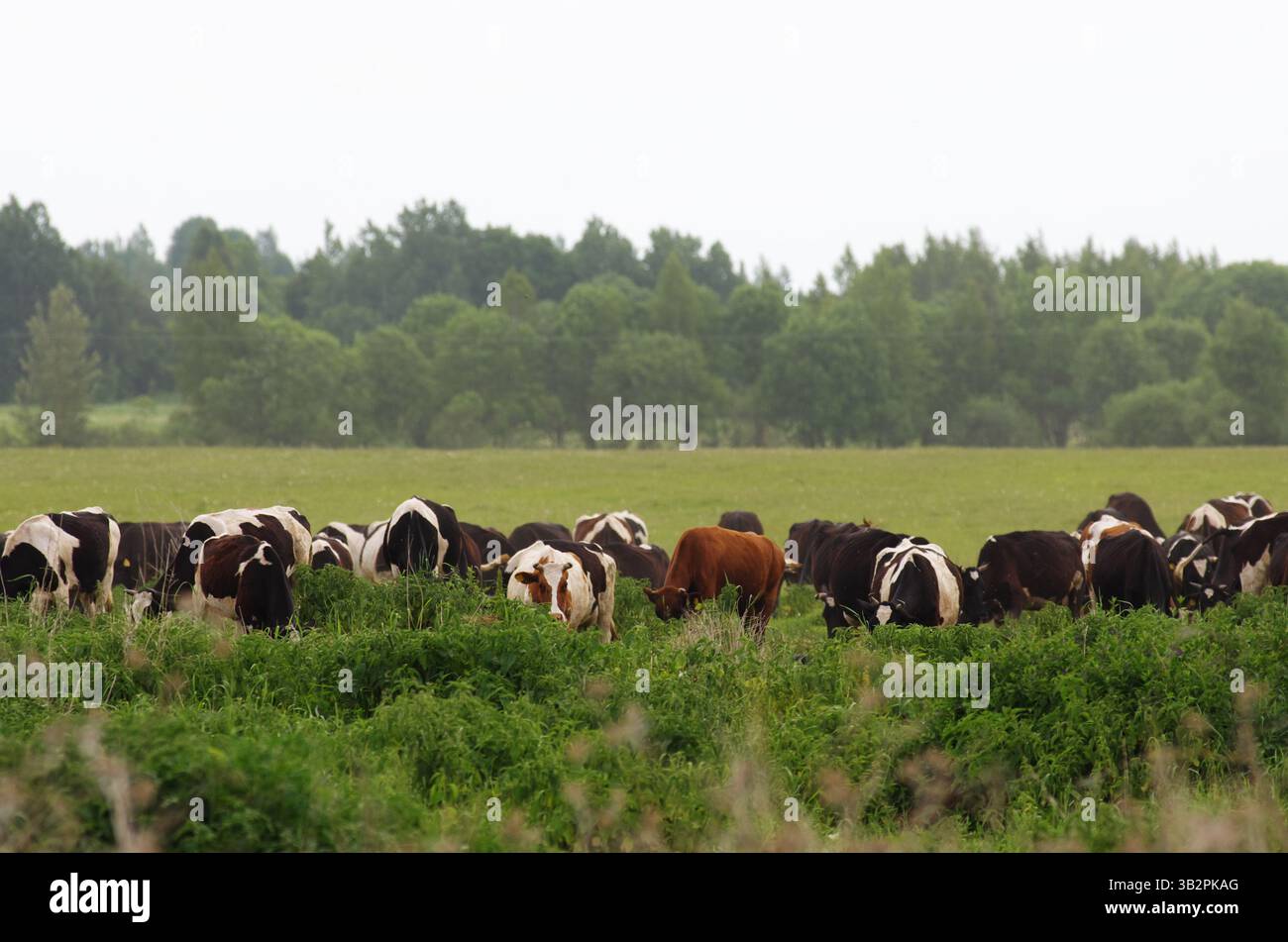 Eine große Herde von Kühen auf einem Feld zwischen dickem grünem Gras, sie fressen Gras mit dem Kopf nach unten und nur ihr Rücken ist sichtbar Stockfoto