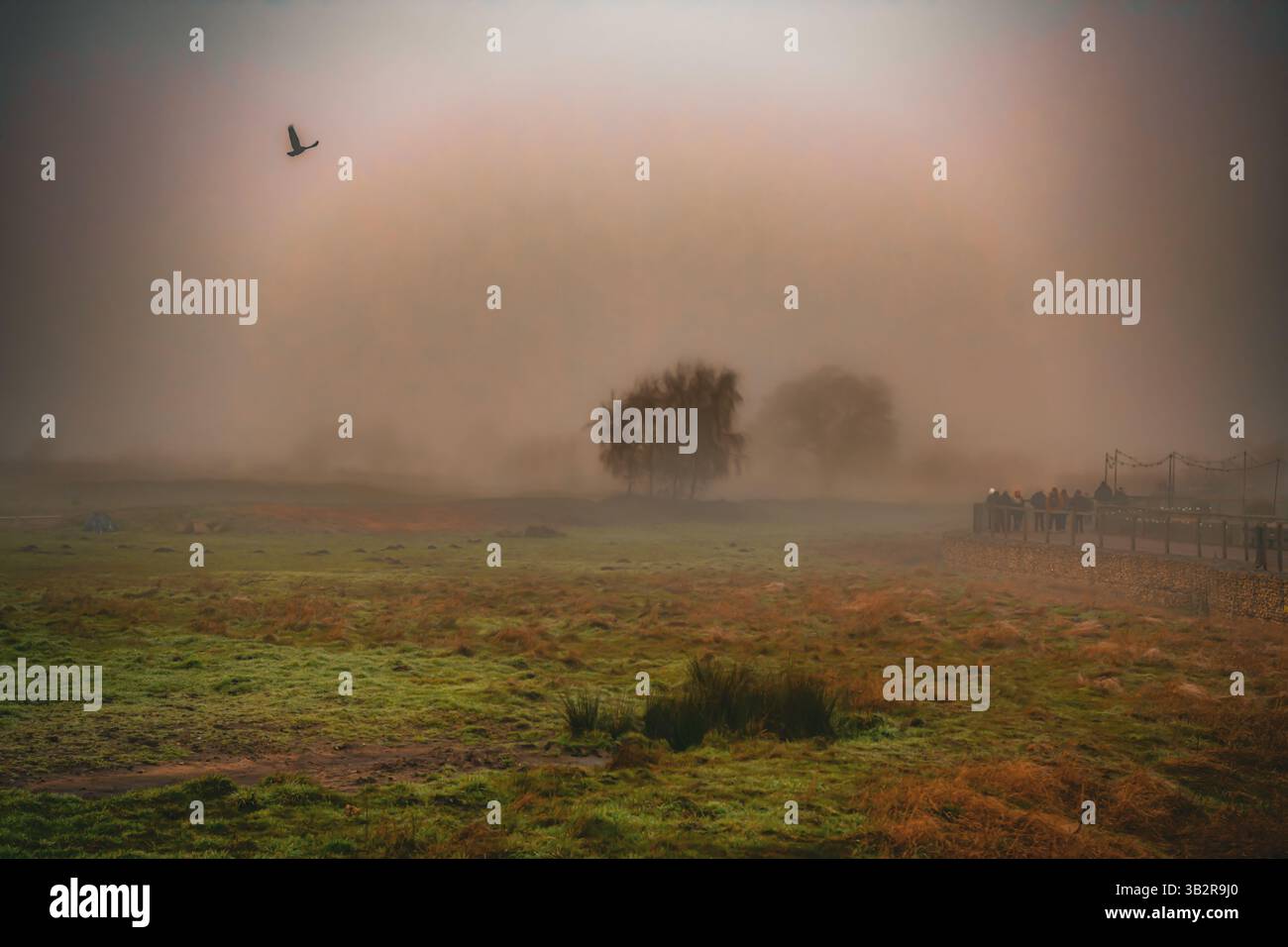Nebliger Morgen im Wald Stockfoto
