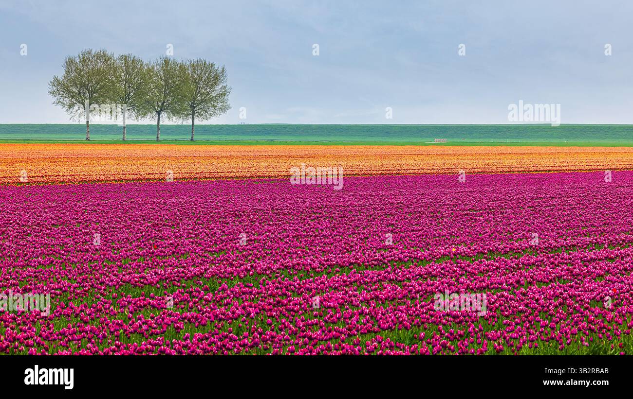 Im äußersten Norden der Provinz Groningen liegt zwischen den Dörfern Termunten, Termunterzijl, Dallingeweer und Woldendorp ein Farbenfeld Stockfoto