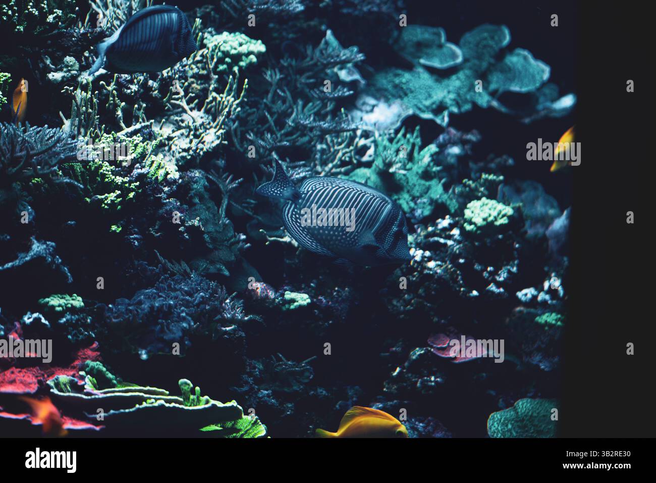 Die Vielfalt eines wunderschönen Korallenriffs Stockfoto
