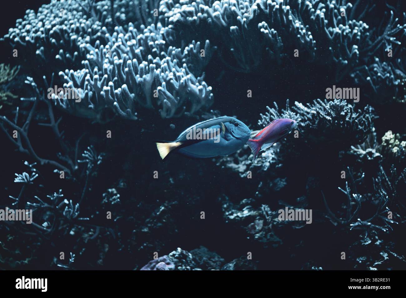 Die Vielfalt eines wunderschönen Korallenriffs Stockfoto