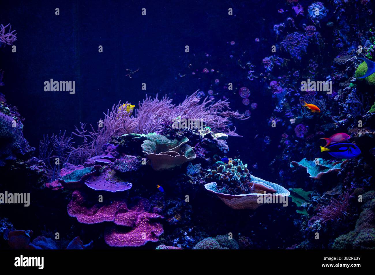 Die Vielfalt eines wunderschönen Korallenriffs Stockfoto