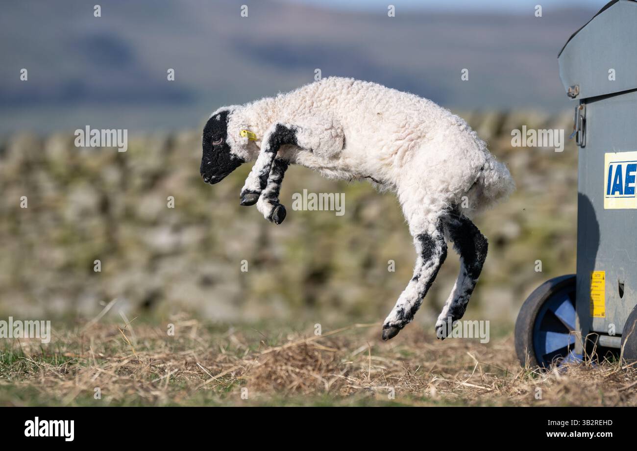 Glückliches Lamm, das im Frühling läuft und springt. North Yorkshire, Großbritannien. Stockfoto