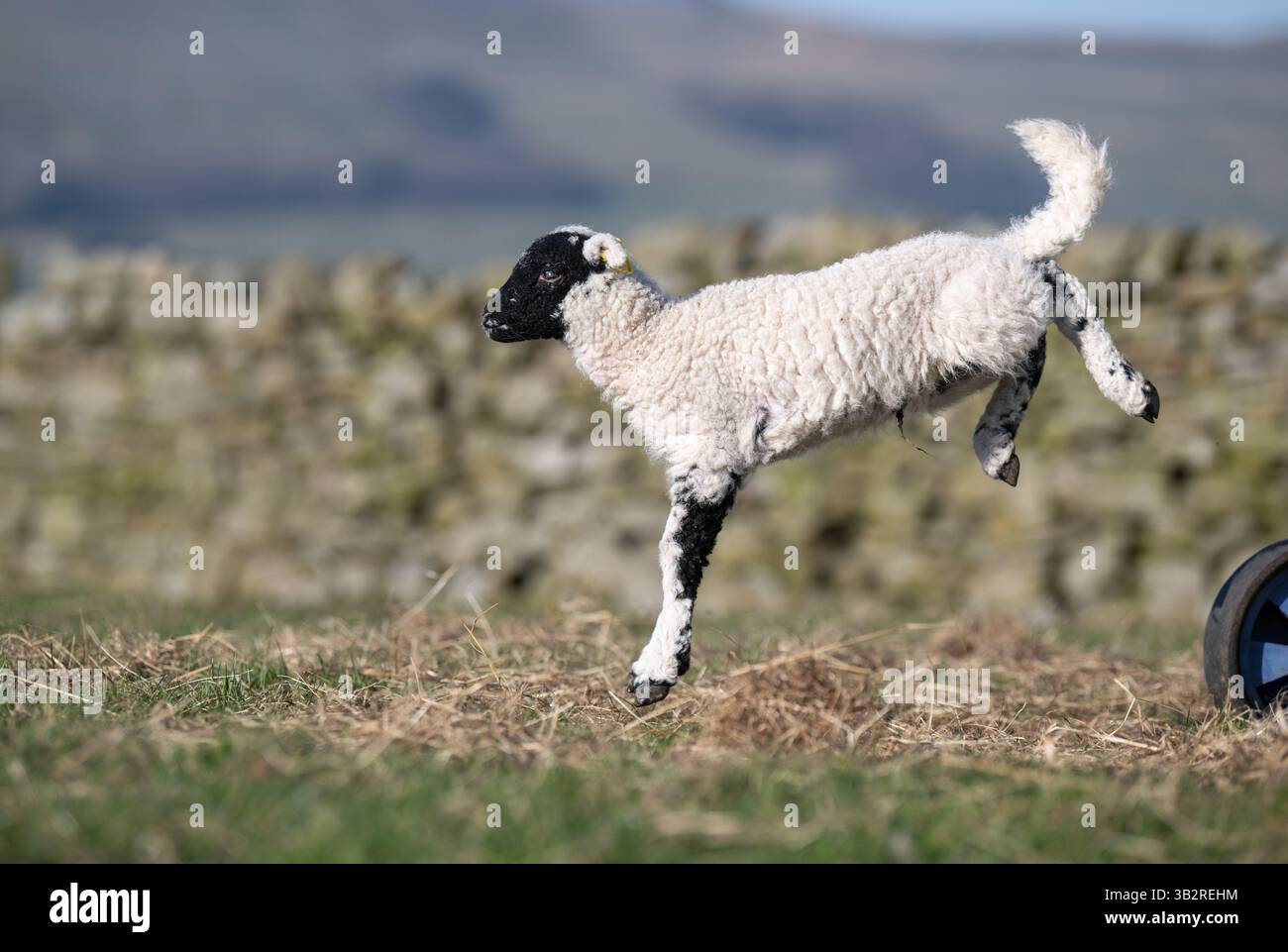 Glückliches Lamm, das im Frühling läuft und springt. North Yorkshire, Großbritannien. Stockfoto
