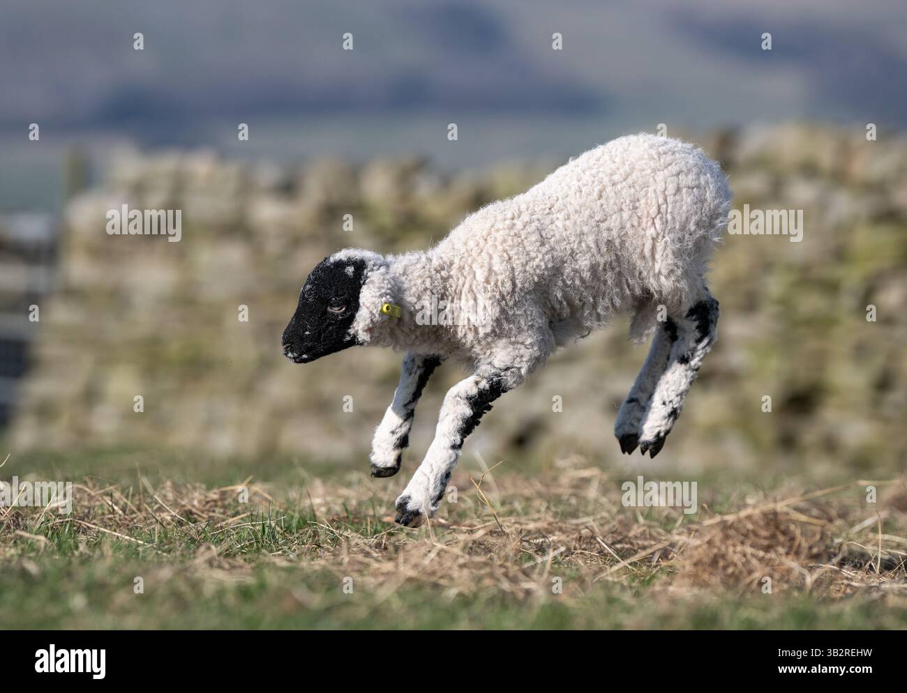 Glückliches Lamm, das im Frühling läuft und springt. North Yorkshire, Großbritannien. Stockfoto