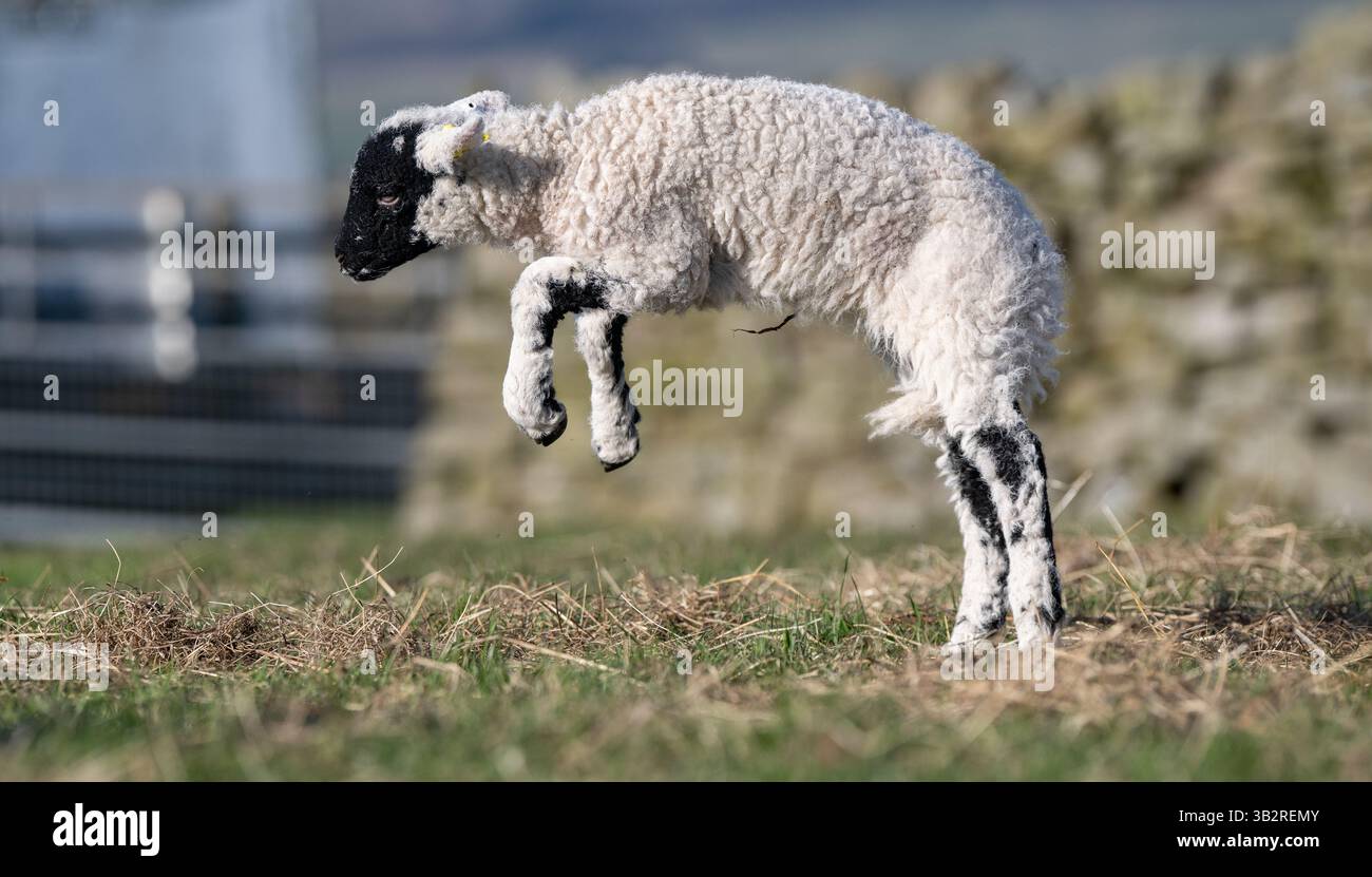 Glückliches Lamm, das im Frühling läuft und springt. North Yorkshire, Großbritannien. Stockfoto