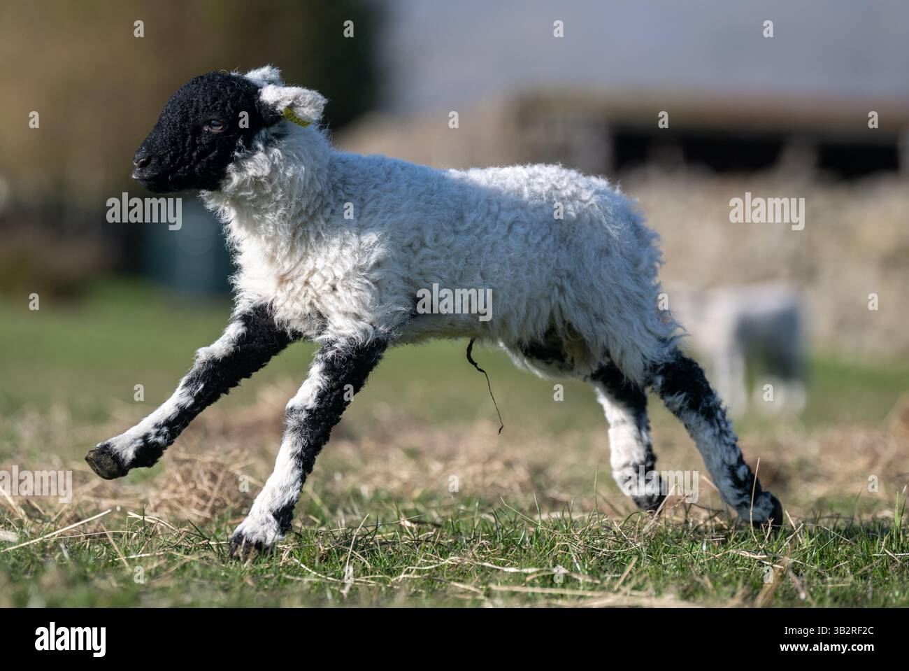 Glückliches Lamm, das im Frühling läuft und springt. North Yorkshire, Großbritannien. Stockfoto