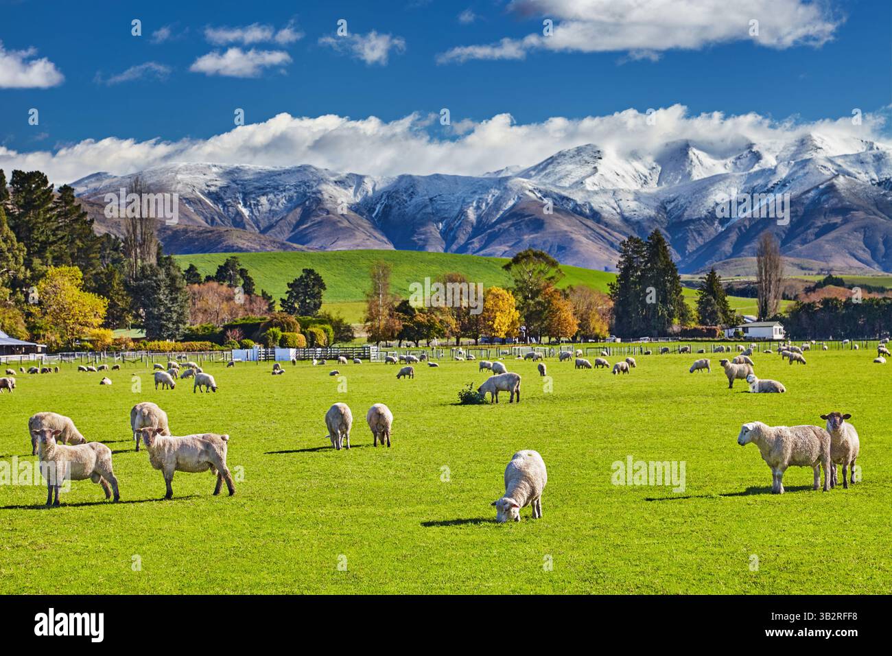 Landschaft mit schneebedeckten Bergen und grünem Feld mit weidenden Schafen, Südinsel, Neuseeland Stockfoto