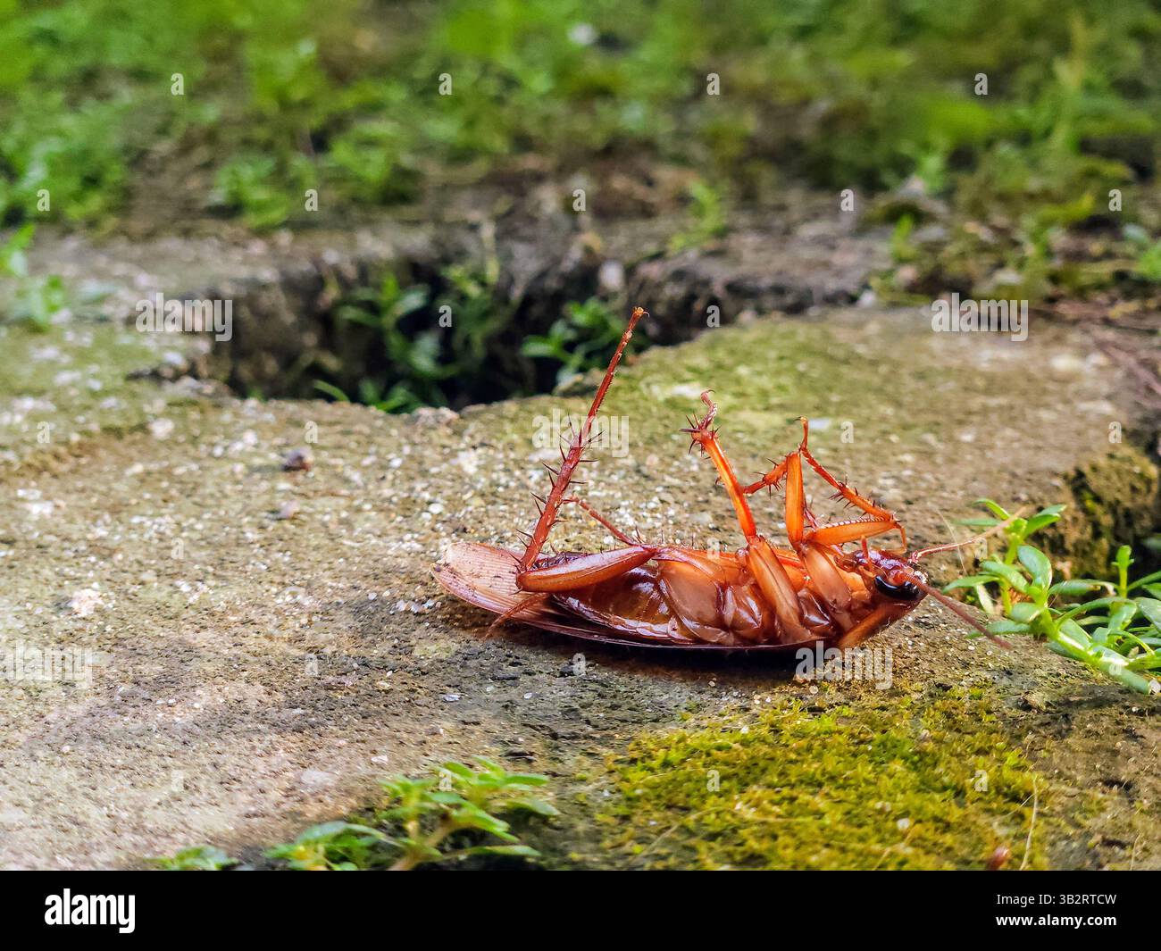 Tote Kakerlake, die kopfüber auf Beton liegend draußen in der Nähe liegt - Smartphone-aufgenommenes Stockfoto