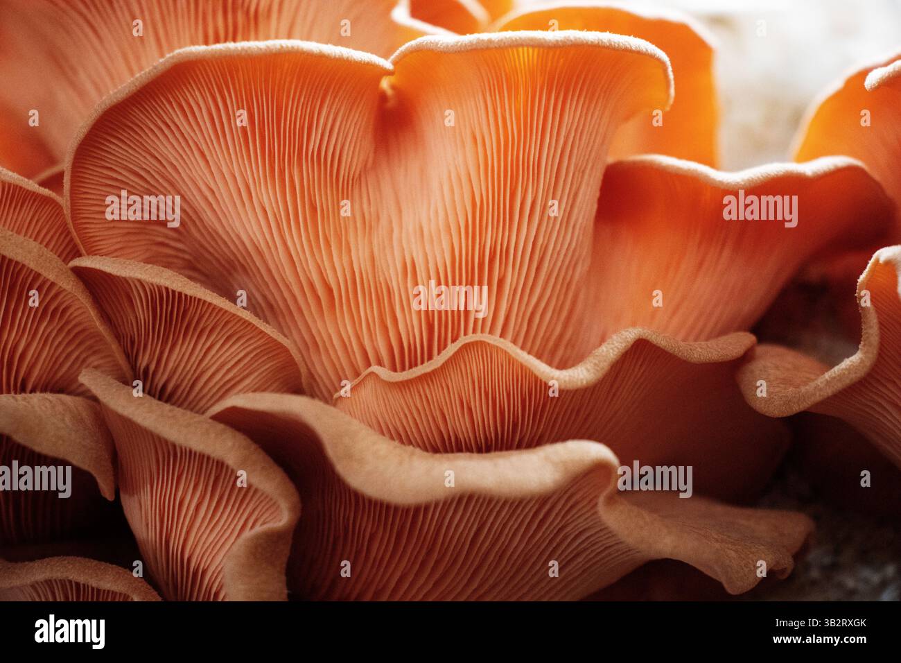 Nahaufnahme des pinken Austernpilzes (Pleurotus djamor) Stockfoto