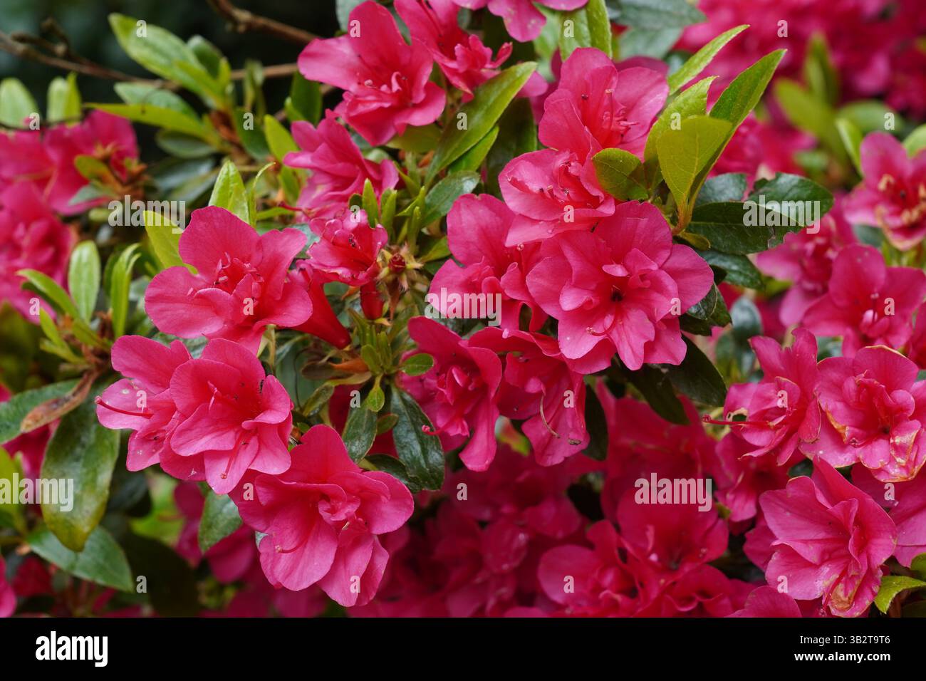 azalea Gartenstrauch blüht im Frühling. Hübsche rosa Blumen Stockfoto