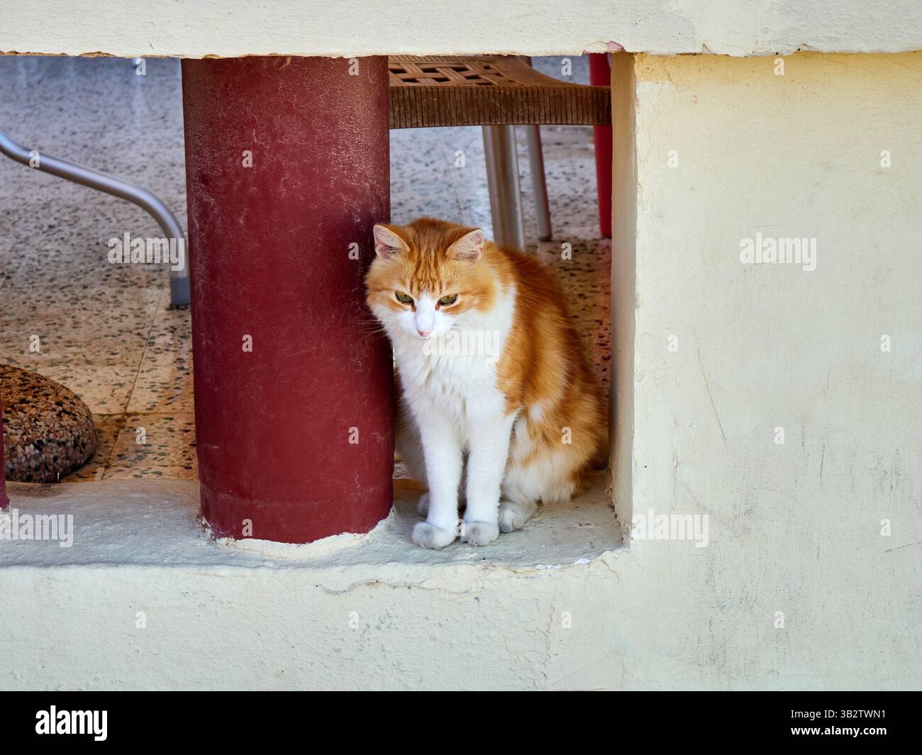 Ingwerkatze sitzt in einer Ecke eines Hauses auf Malta Stockfoto