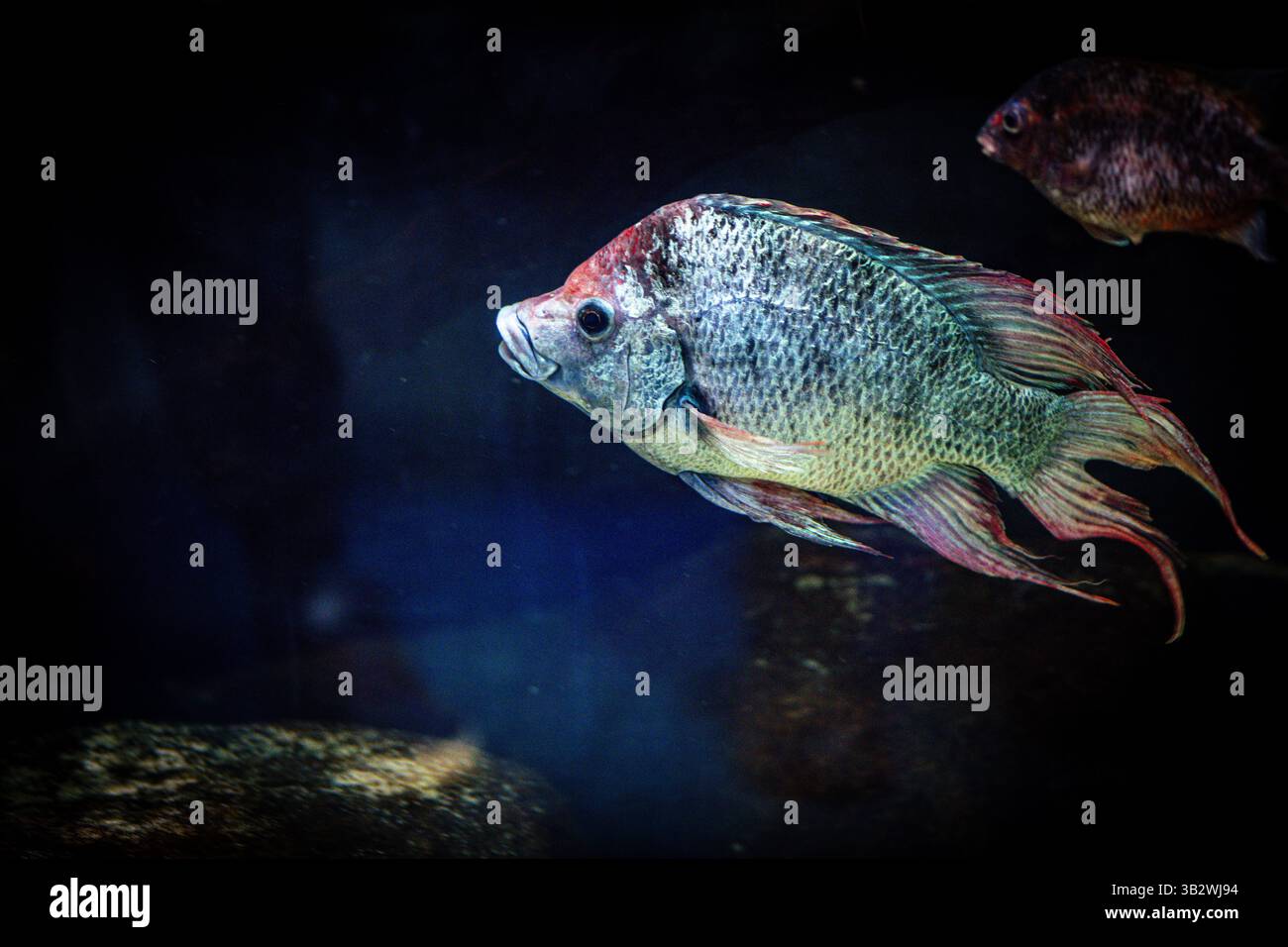 Bunte Karpfenfische im Aquarium Stockfoto