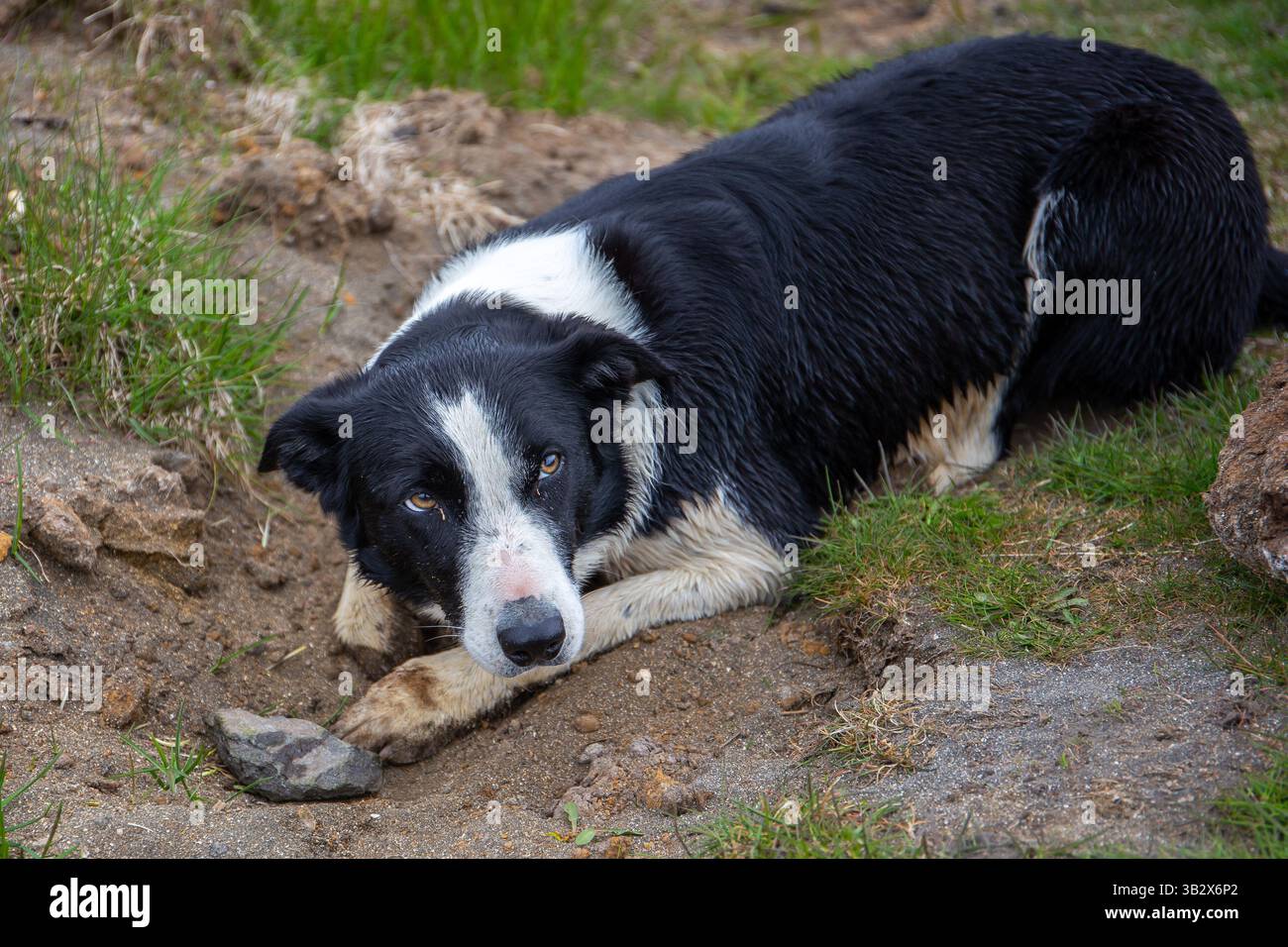 Der Border Collie Dog, britische Rasse der Schäferhunde, die im Gras und Schlamm auf einer Farm in der Nähe von Raudisandur Beach, Island, liegt. Stockfoto