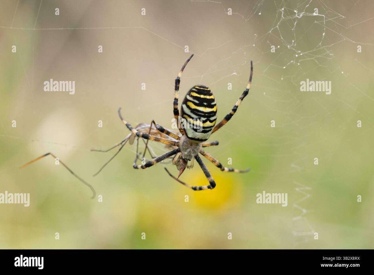 Wespenspinne Argiope bruennichi, erwachsenes Weibchen im Netz mit Beute, Ladock, Cornwall, Großbritannien, September Stockfoto