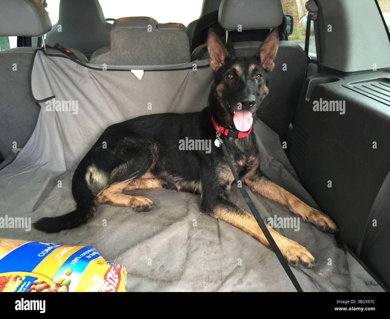 19. Oktober 2015 – USA – Hope, ein Hund, der später in Rousey umbenannt wurde, beim Char-will German Shepherd im Schuylkill County. (Bild: © Robert Moran/TNS via ZUMA Wire) Stockfoto