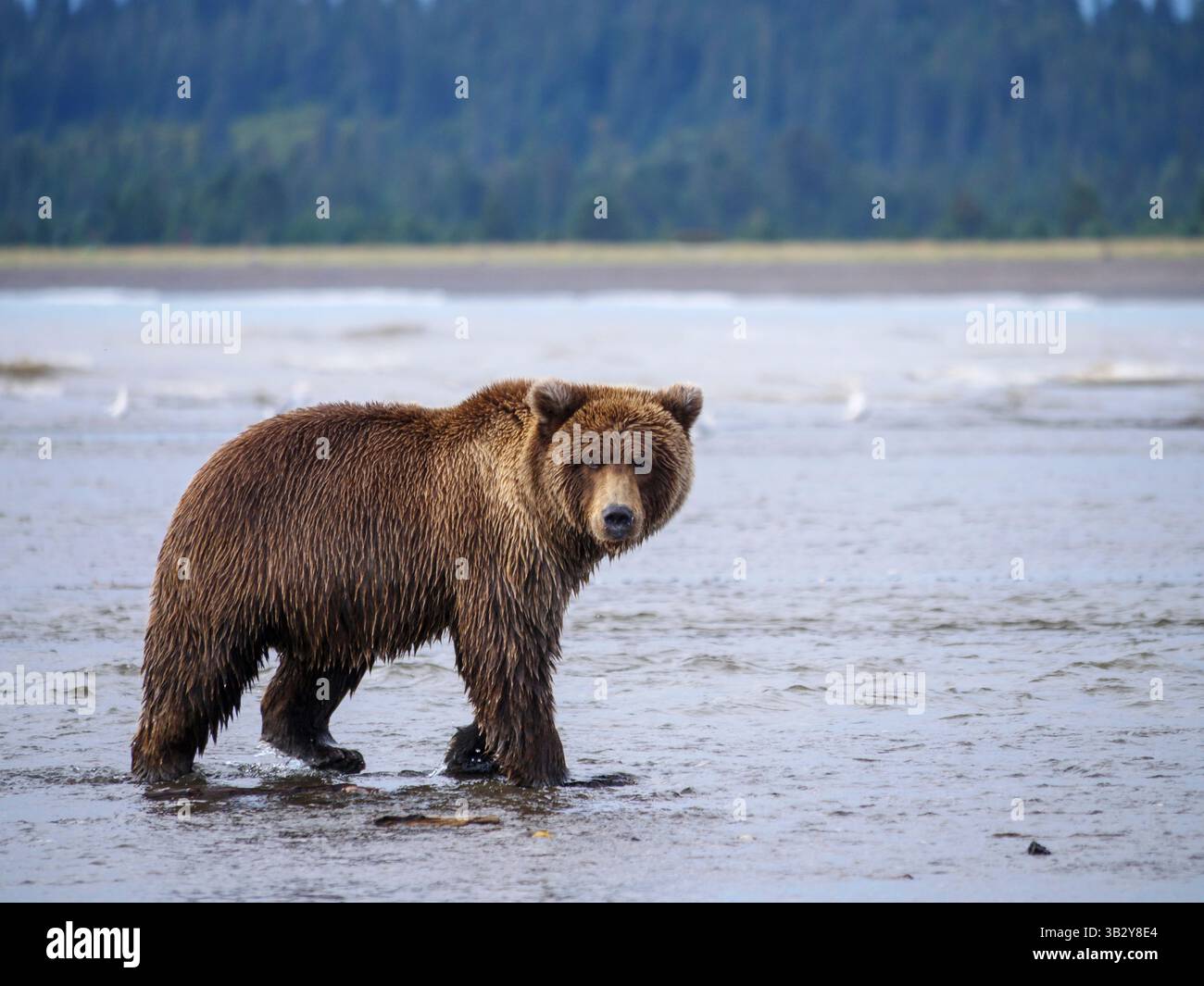Der Küstenbraunbär, auch als Grizzlybär (Ursus arctos) bekannt, befindet sich in Süd-Zentralalaska, USA. Wildtiere in natürlichen Lebensräumen. Stockfoto