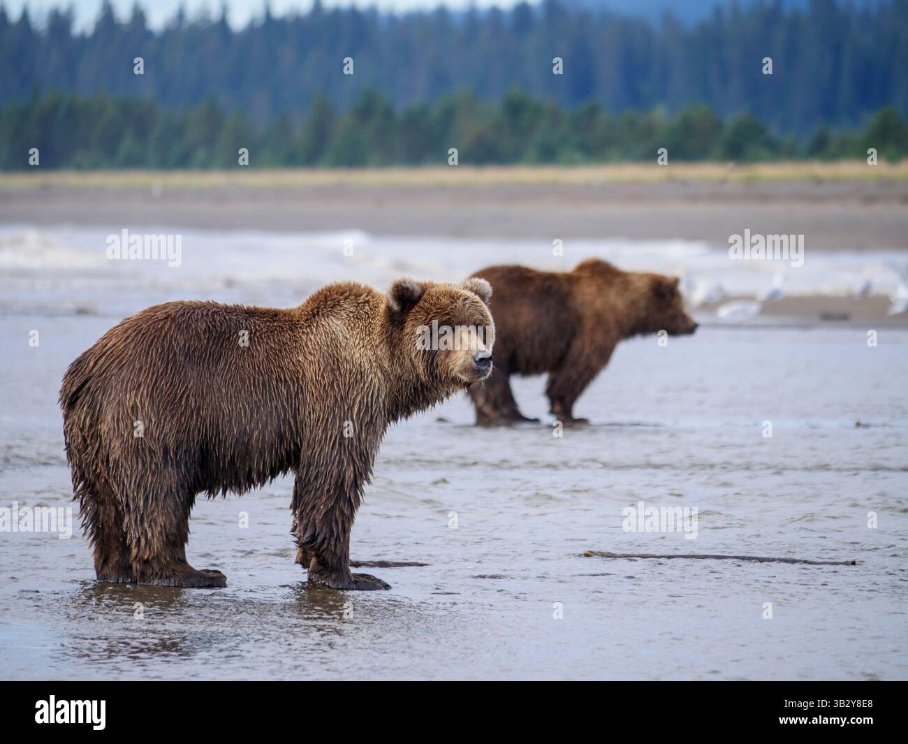 Der Küstenbraunbär, auch als Grizzlybär (Ursus arctos) bekannt, befindet sich in Süd-Zentralalaska, USA. Wildtiere in natürlichen Lebensräumen. Stockfoto