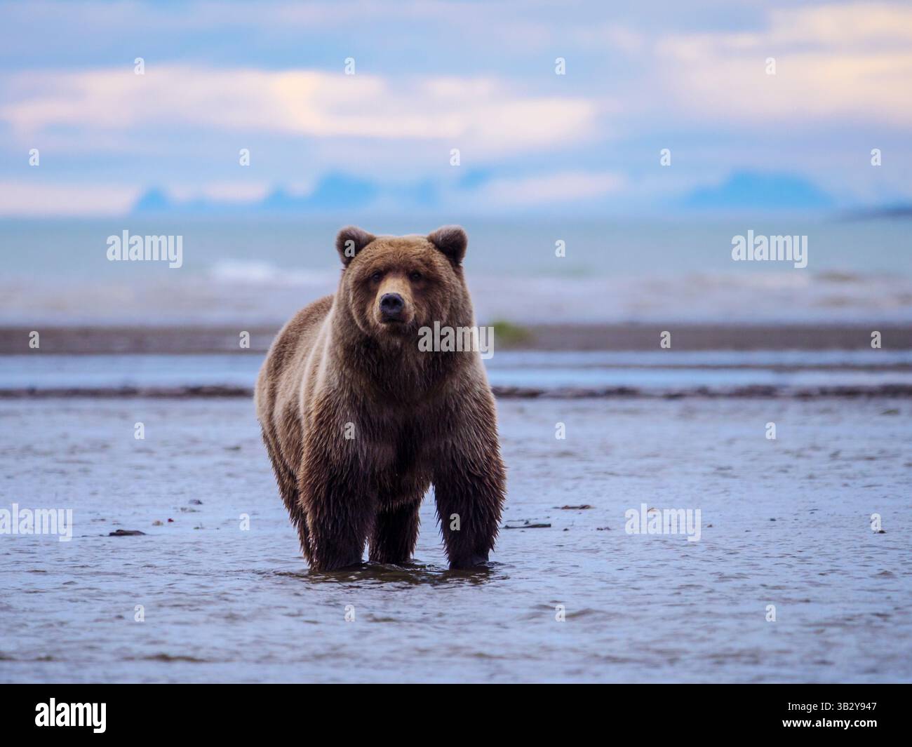 Der Küstenbraunbär, auch als Grizzlybär (Ursus arctos) bekannt, befindet sich in Süd-Zentralalaska, USA. Wildtiere in natürlichen Lebensräumen. Stockfoto