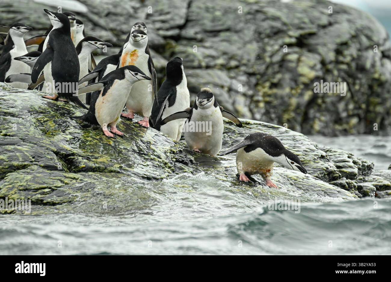Eine Gruppe von Chinstrap-Pinguinen (Pygoscelis antarcticus), die eine rutschige felsige Küste hinunterlaufen, um in das Wasser der South Orkney Islands zu gelangen. Stockfoto