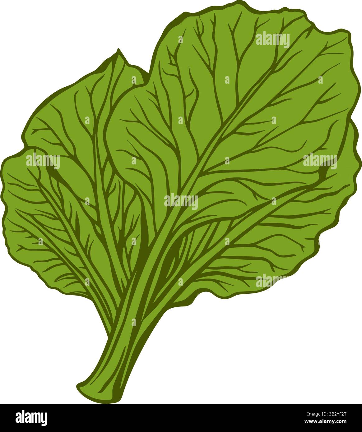 Schwarz-weiße Strichgrafik-Illustration von frischen Mangold-Blättern mit detaillierten Adern auf weißem Hintergrund. Stock Vektor