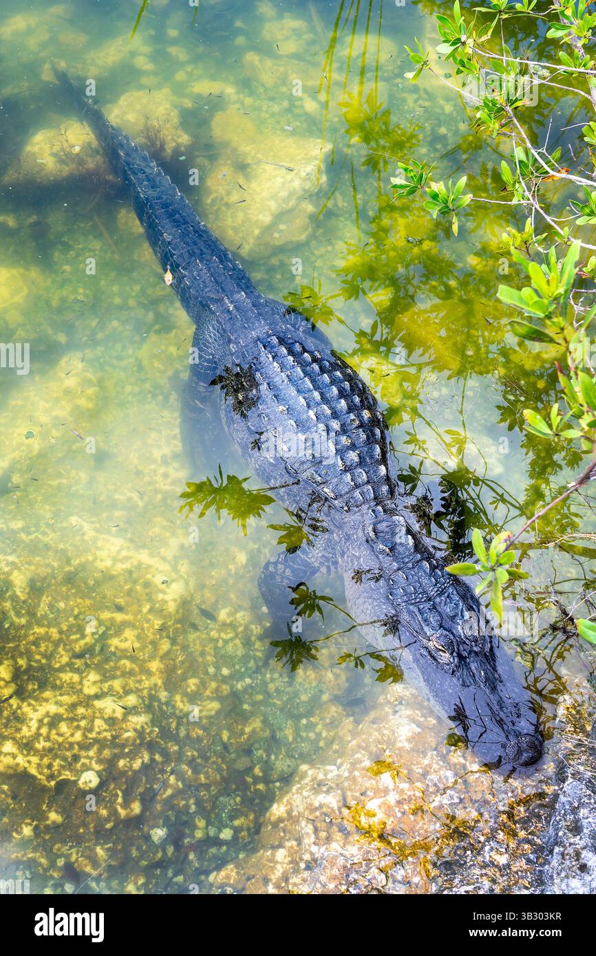 Blick von oben auf einen Alligator im Wasser am Blue Hole Lake in Big Pine Key, Florida Stockfoto
