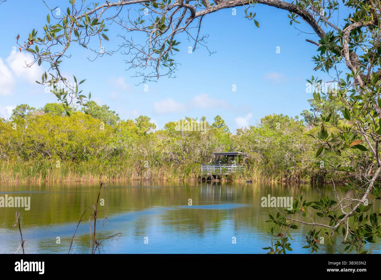 Blick auf das Blue Hole und seine Wildtierbeobachtungsplattform, Big Pine Key, Florida Stockfoto