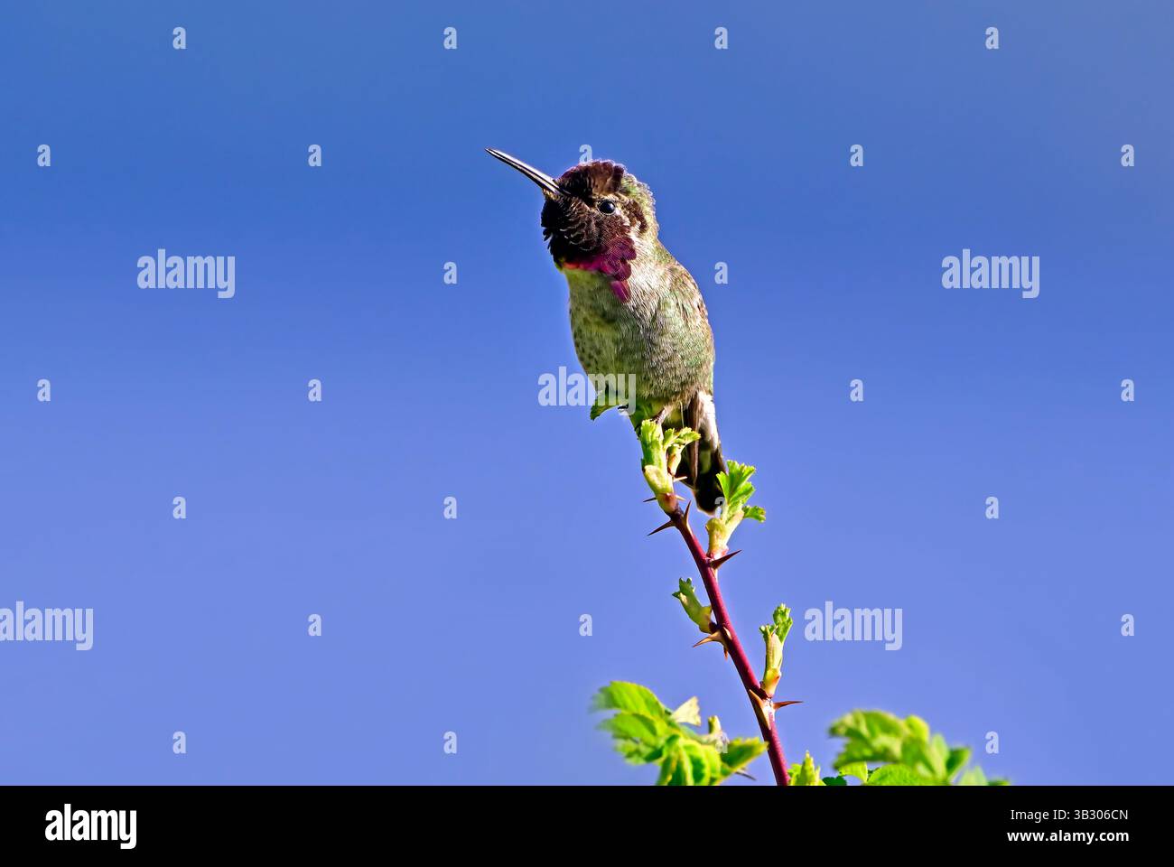 Ein männlicher Anna's Hummingbird (Calypte anna) thront auf einem Rosenstrauch an der Küste von Vancouver Island British Columbia Kanada. Stockfoto