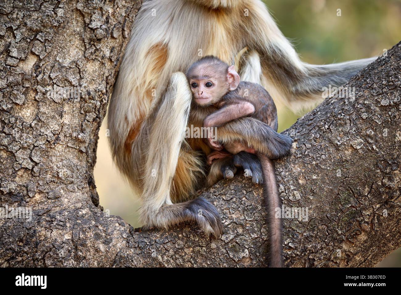 Graue Sprache der nördlichen Ebenen (Semnopithecus entellus), auch bekannt als heilige Sprache, Bengal heilige Sprache und Hanuman langur, Mutter mit Baby Stockfoto
