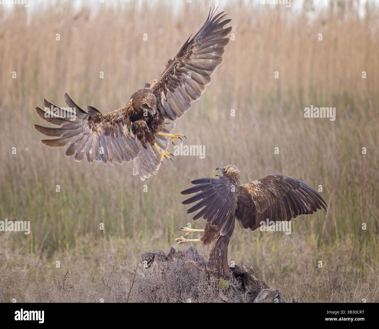 marschweife (Circus aeruginosus) mittelgroßer Raubvogel, weiblich, Jagd im Schilf, auf der Jagd, auf der Jagd, auf der Suche nach Beute, auf der Suche nach Nahrungsmitteln, Verteidigung des eigenen Territoriums Stockfoto