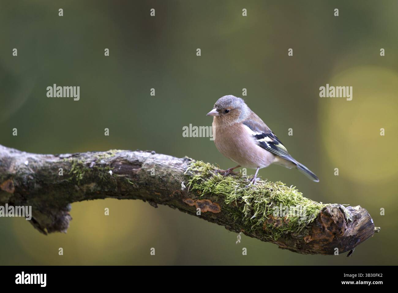 Weibliche gemeinsame Buchfink auf Ast Stockfoto
