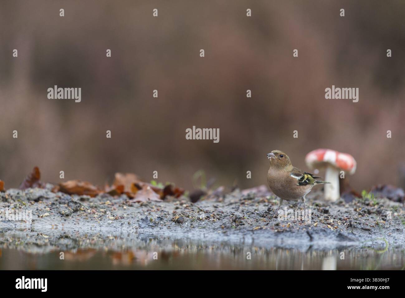 Eine weibliche finke in der Nähe von Wasser Stockfoto
