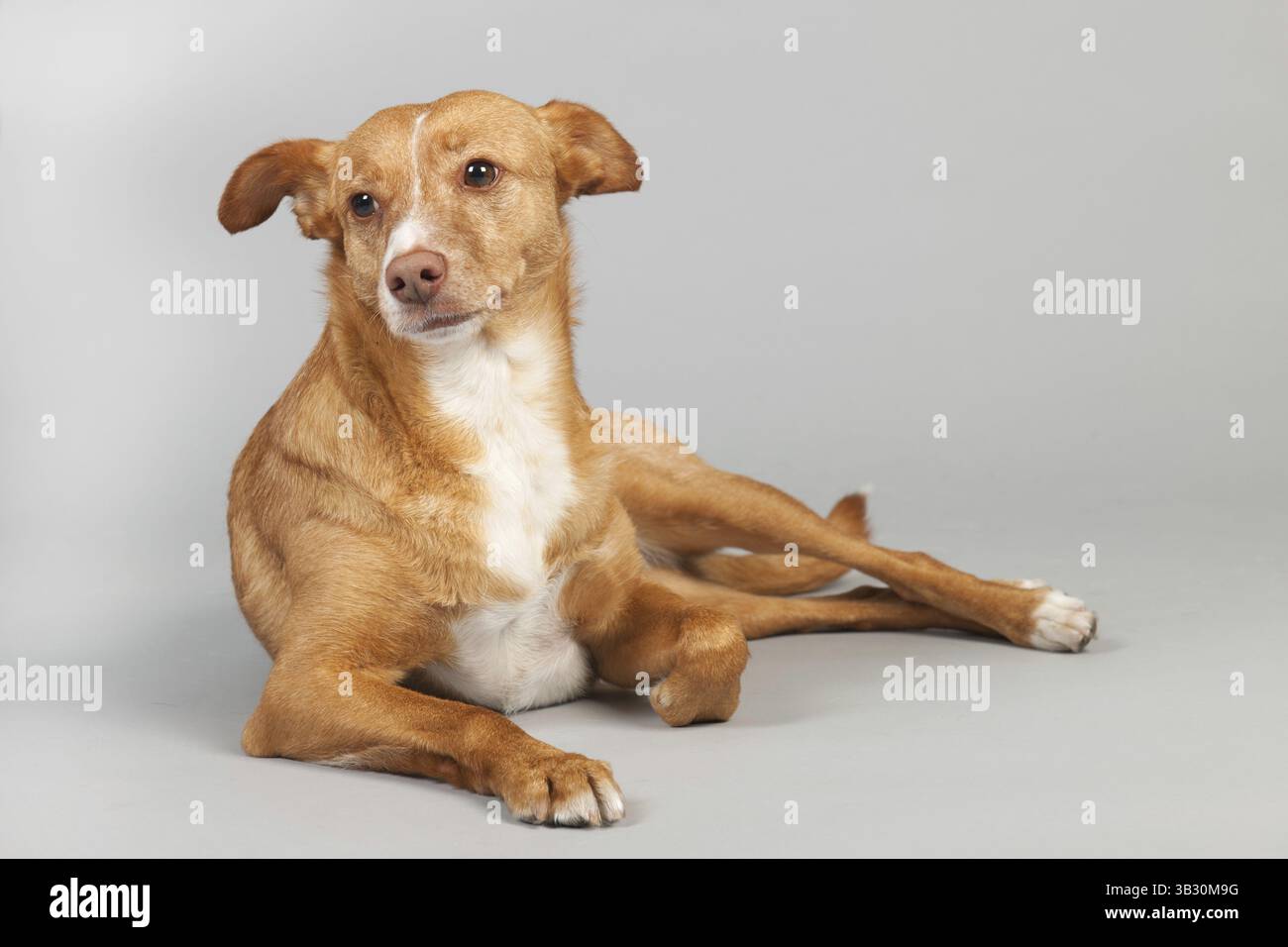 Spanischer Podenco Andaluz auf grauem Hintergrund Stockfoto